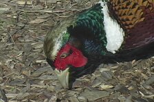 pheasant 2.jpg